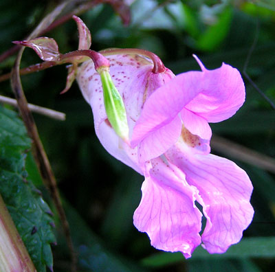 Drüsiges Springkraut, Impatiens gladulifera